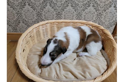 ボルゾイの子犬を探す ブリーダーナビ ボルゾイの子犬を探す ブリーダーナビ