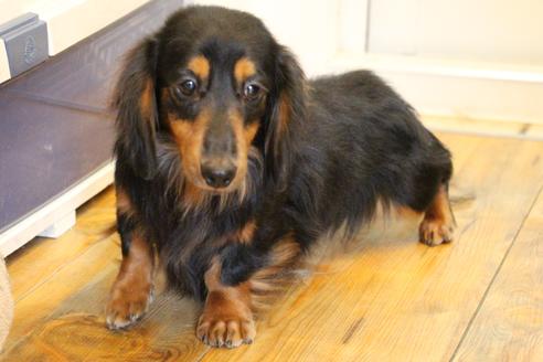 販売中のカニンヘンダックスフンド(ロングヘアード)の親犬