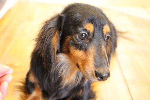 販売中のカニンヘンダックスフンド(ロングヘアード)の親犬
