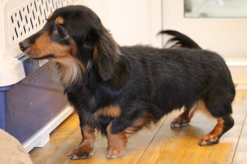 販売中のカニンヘンダックスフンド(ロングヘアード)の親犬