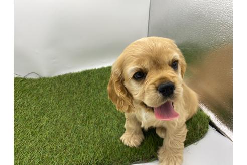 アメリカンコッカースパニエルの子犬を探す ブリーダーナビ