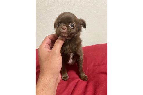 チワワの子犬を探す ブリーダーナビ チワワの子犬を探す ブリーダーナビ