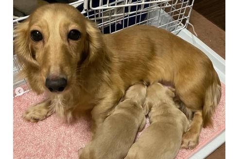 販売中のミニチュアダックスフンド(ロングヘアード)の親犬