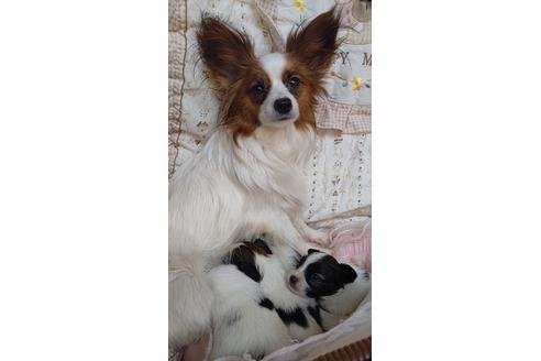 販売中のパピヨンの親犬