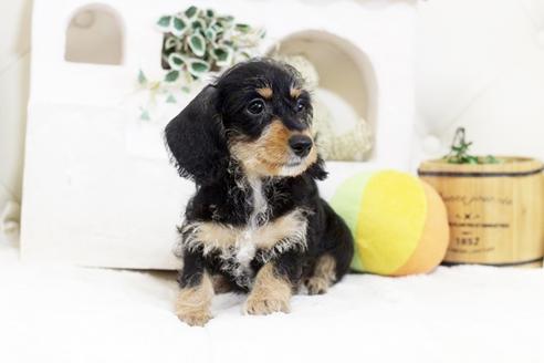 兵庫県でワイヤーヘアードカニンヘンダックスフンドの子犬を探す ブリーダーナビ