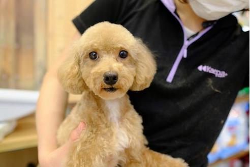 販売中のトイプードルの親犬