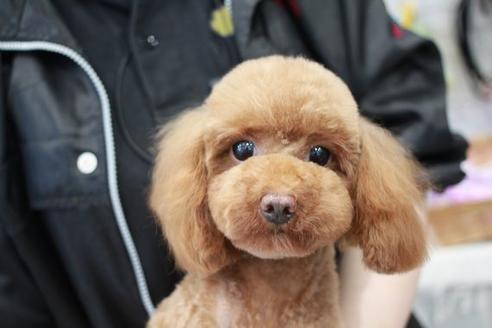 販売中のトイプードルの親犬