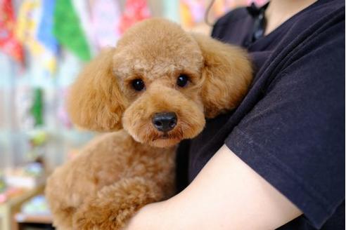 販売中のトイプードルの親犬