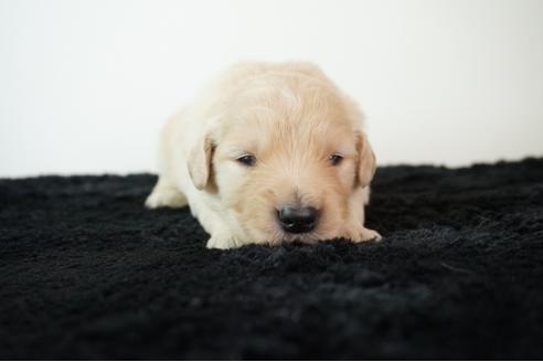 京都府でゴールデンレトリーバーの子犬を探す ブリーダーナビ 京都府でゴールデンレトリーバーの子犬を探す ブリーダーナビ