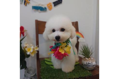 販売中のビションフリーゼの親犬