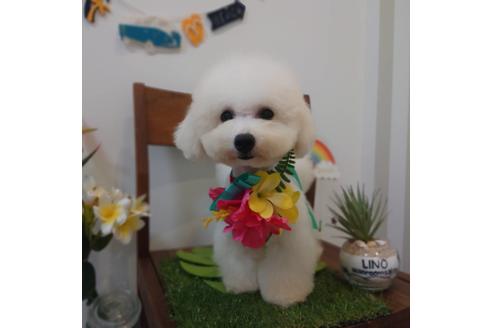 販売中のビションフリーゼの親犬