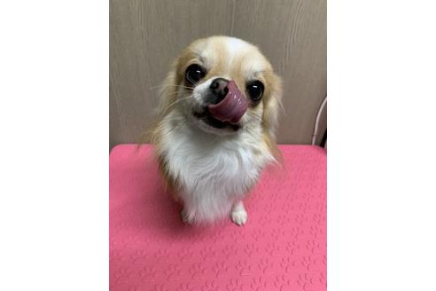 販売中のチワワ(ロングコート)の親犬
