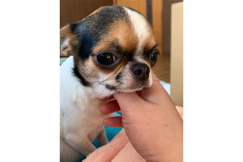 販売中のチワワ(ロングコート)の親犬