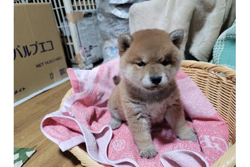 千葉県の柴犬 女の子 21 01 14生まれ 両親遺伝子検査クリア 子犬id ブリーダーナビ