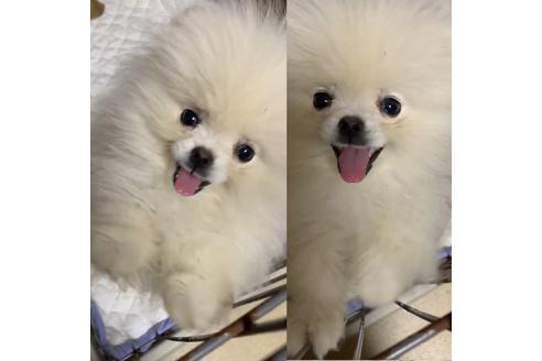 販売中のポメラニアンの親犬