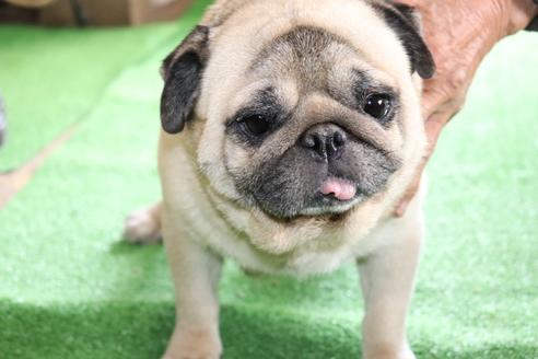 販売中のパグの親犬