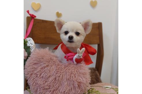 販売中のポメラニアンの親犬