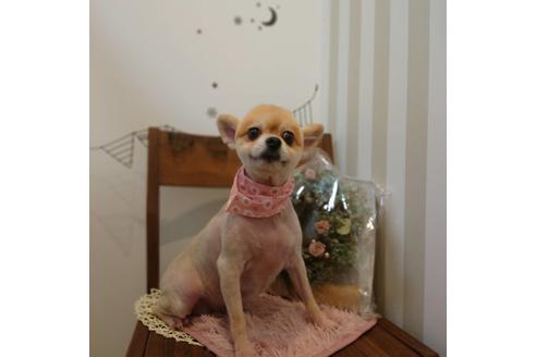 販売中のポメラニアンの親犬