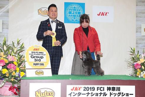販売中のティーカッププードルの親犬