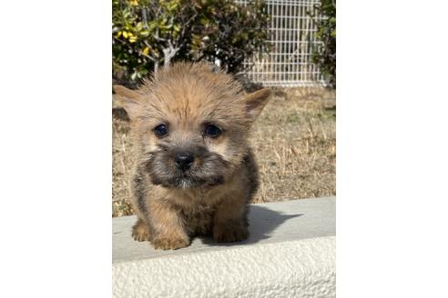 大阪府のノーリッチテリア 女の子 21 01 01生まれ 明るい性格の女の子 子犬id ブリーダーナビ 大阪府のノーリッチテリア 女の子 21 01 01生まれ 明るい性格の女の子 子犬id ブリーダーナビ