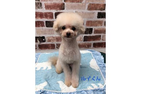 販売中のトイプードルの親犬