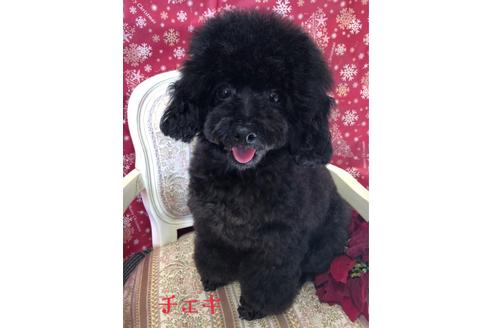 販売中のトイプードルの親犬