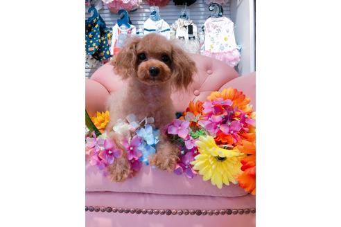 販売中のトイプードルの親犬