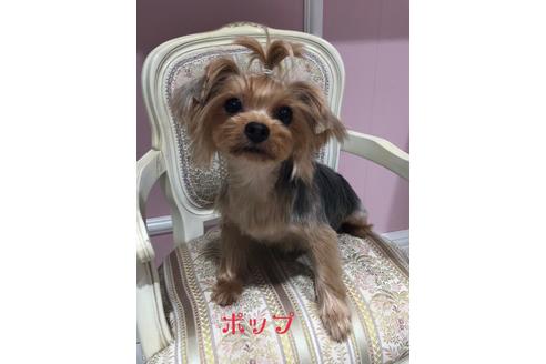 販売中のヨークシャーテリアの親犬