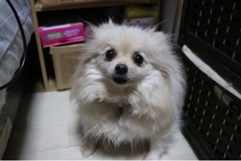 販売中のポメラニアンの親犬