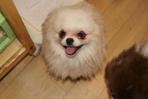 販売中のポメラニアンの親犬
