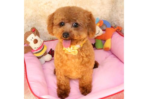 販売中のタイニープードルの親犬