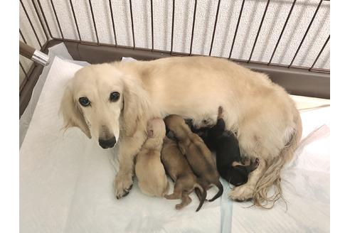 販売中のミニチュアダックスフンド(ロングヘアード)の親犬