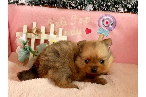 宮城県でポメラニアンの子犬を探す ブリーダーナビ
