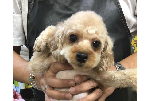 販売中のティーカッププードルの親犬