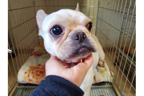 販売中のフレンチブルドッグの親犬