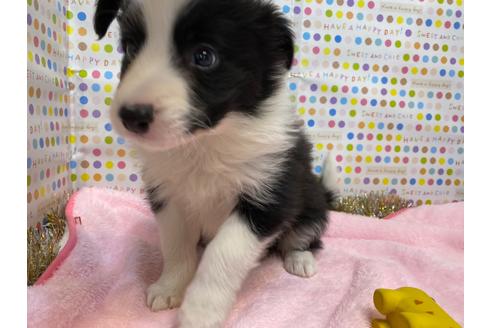 岡山県のボーダーコリー 男の子 21 01 01生まれ 犬の中でいちばん賢いボーダーコリー 子犬id ブリーダーナビ 岡山県のボーダーコリー 男の子 21 01 01生まれ 犬の中でいちばん賢いボーダーコリー 子犬id ブリーダーナビ