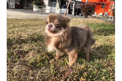 販売中のチワワ(ロングコート)の親犬