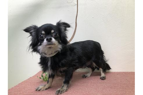 販売中のチワワ(ロングコート)の親犬