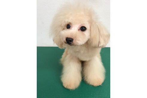 販売中のティーカッププードルの親犬