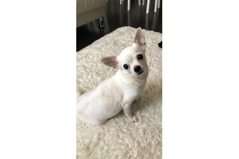 販売中のチワワ(ロングコート)の親犬