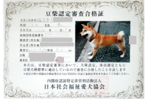 販売中の豆柴の親犬