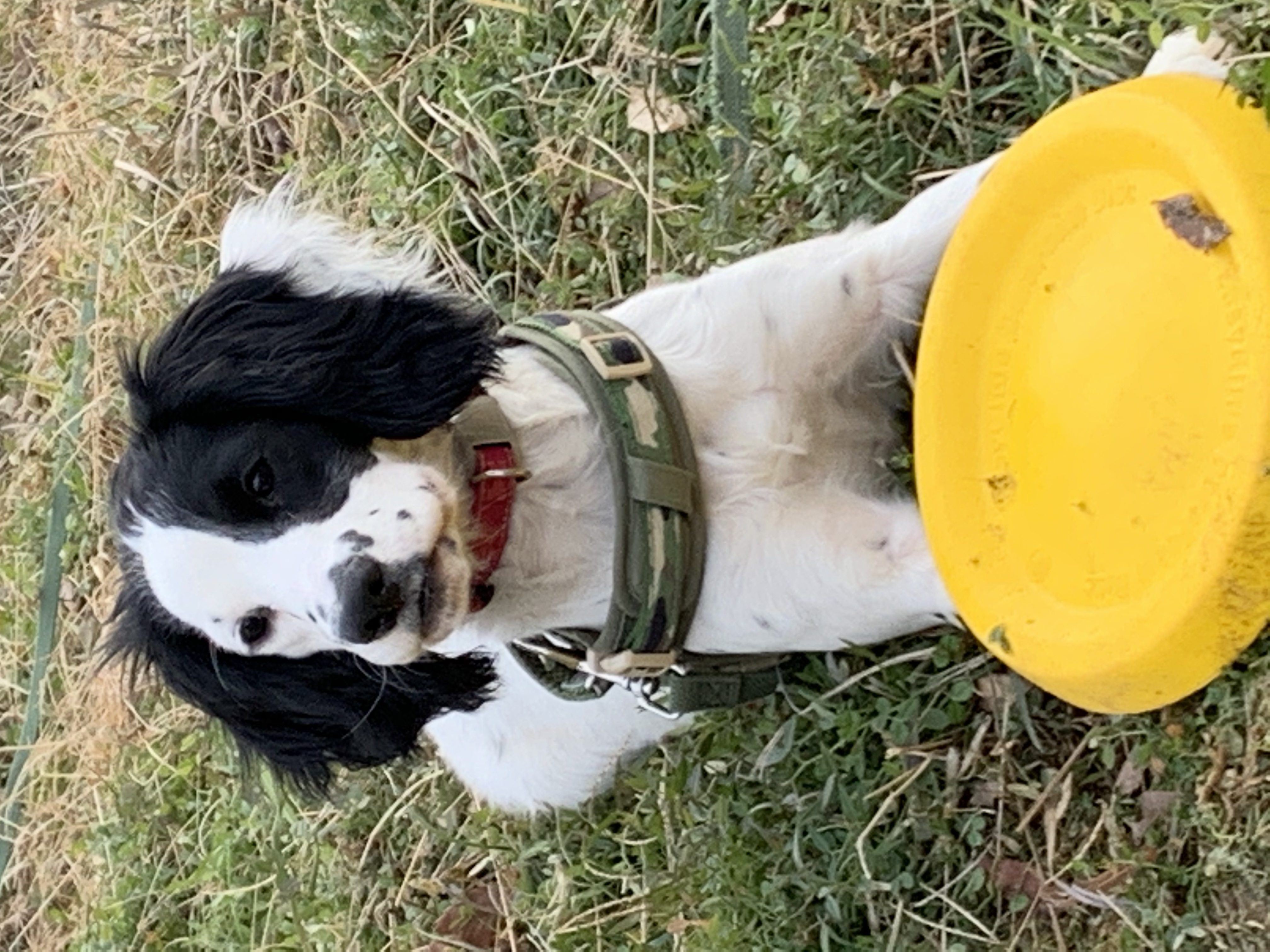 中村ブリーダー