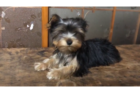 秋田県でヨークシャーテリアの子犬を探す ブリーダーナビ
