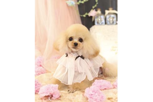 販売中のティーカッププードルの親犬