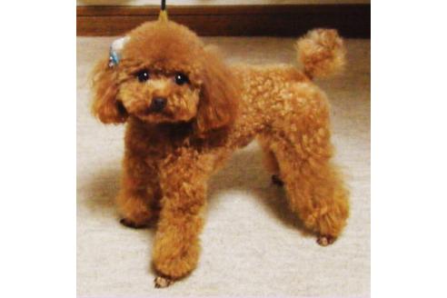 販売中のティーカッププードルの親犬