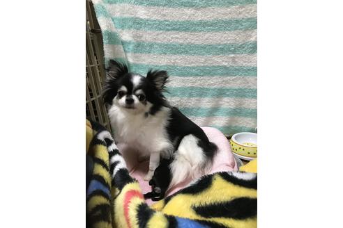 販売中のチワワ(ロングコート)の親犬