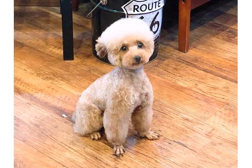 販売中のトイプードルの親犬