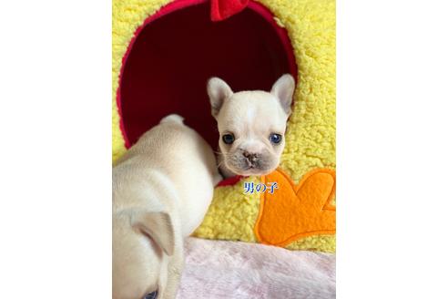 滋賀県のフレンチブルドッグ 男の子 21 01 26生まれ クリームの可愛い子が生まれました 子犬id ブリーダーナビ 滋賀県のフレンチブルドッグ 男の子 21 01 26生まれ クリームの可愛い子が生まれました 子犬id ブリーダーナビ