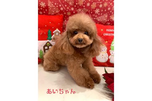 販売中のタイニープードルの親犬