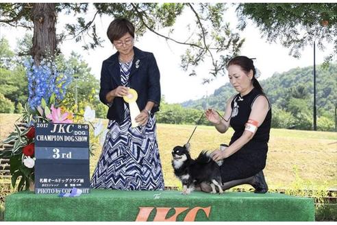 販売中のチワワ(ロングコート)の親犬